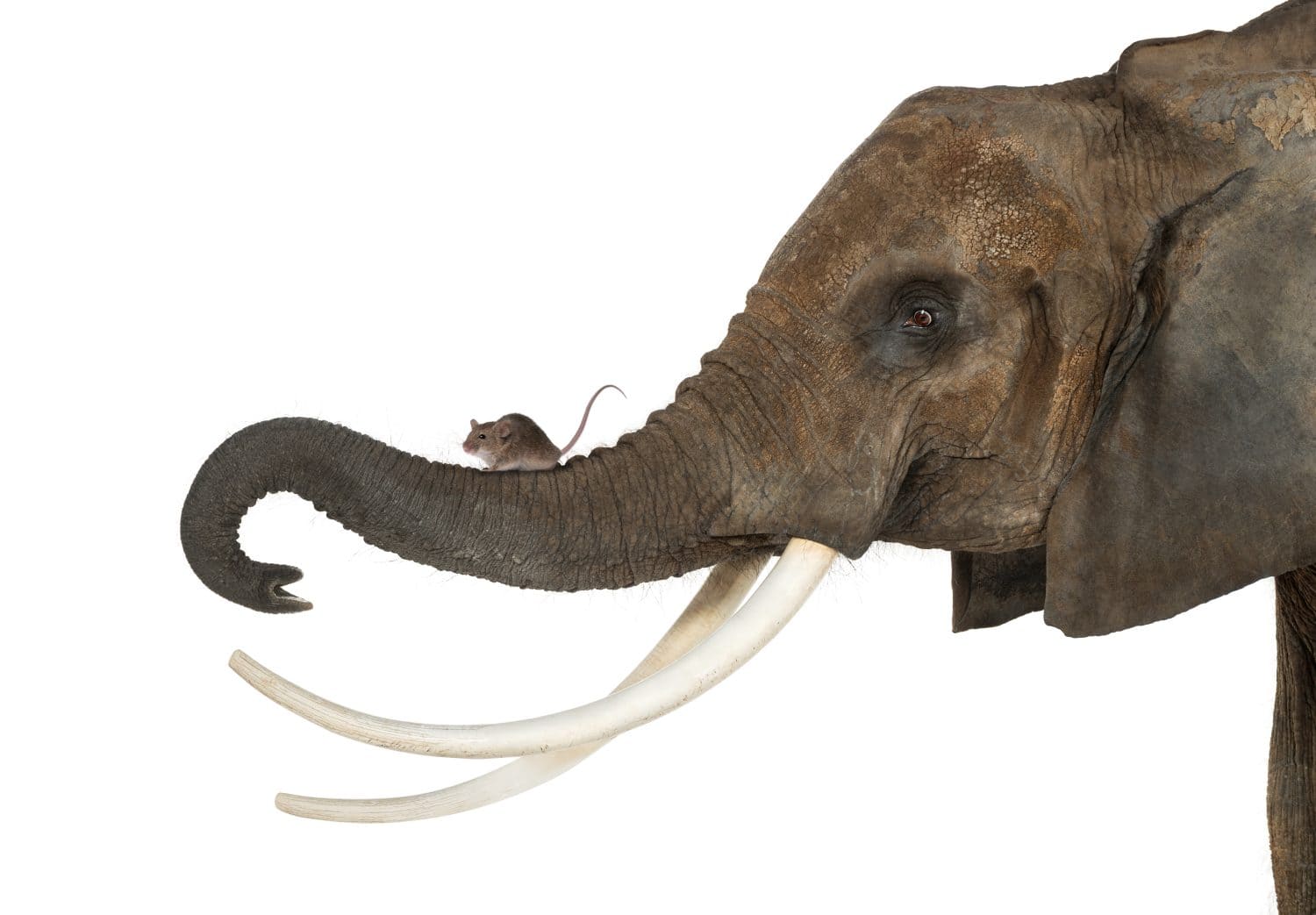 Why elephants don’t eat 1,000 times more than mice: The surprising math ...