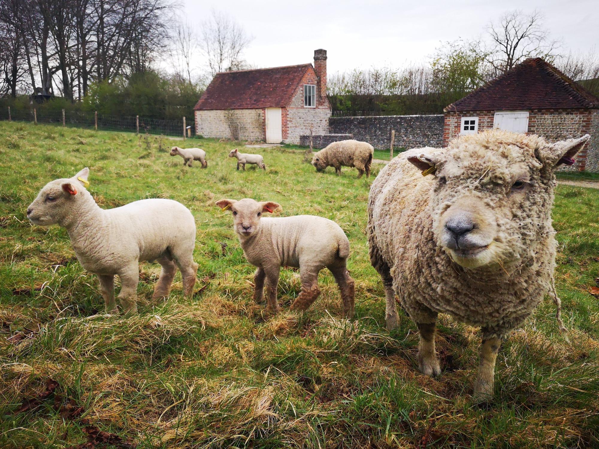 Chichester museum is keeping rural life alive with something for every ...