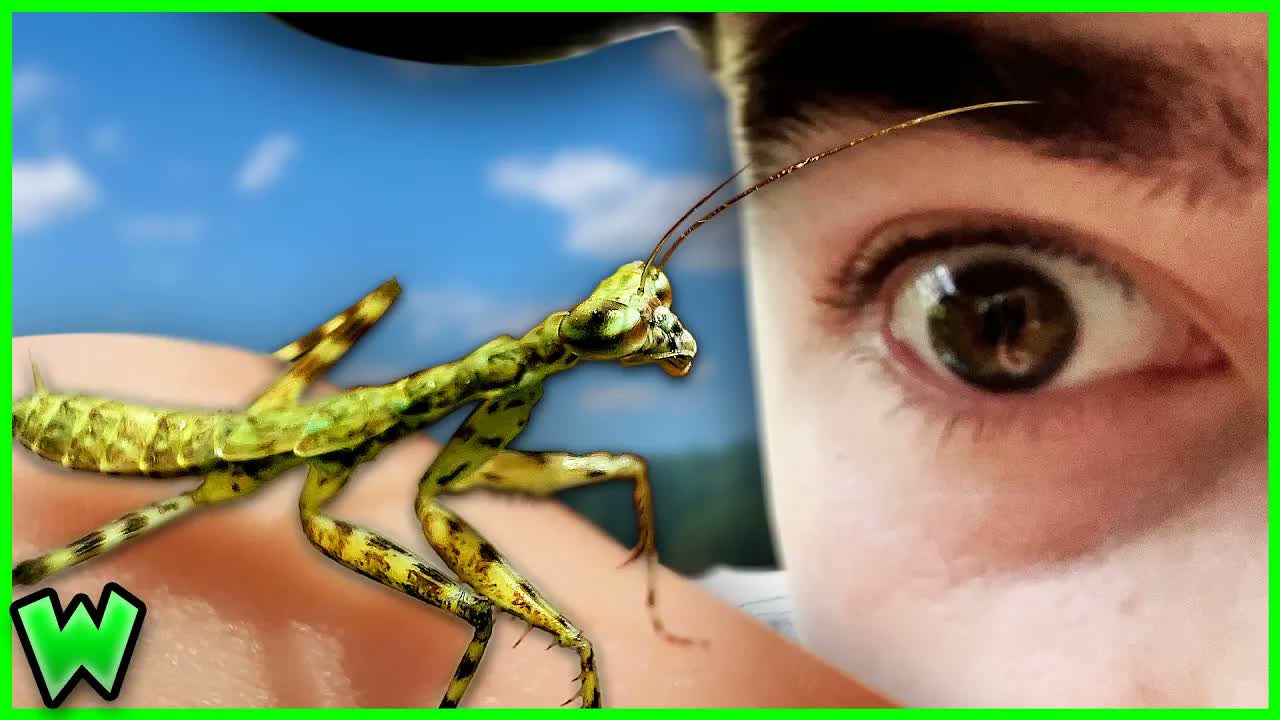 Up close with an invasive predator - how fast a mantis can strike