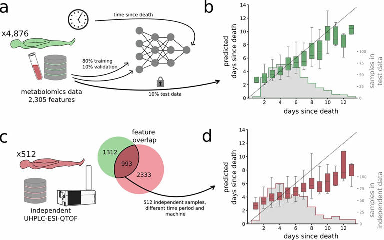 AI provides a more precise time of death post-mortem