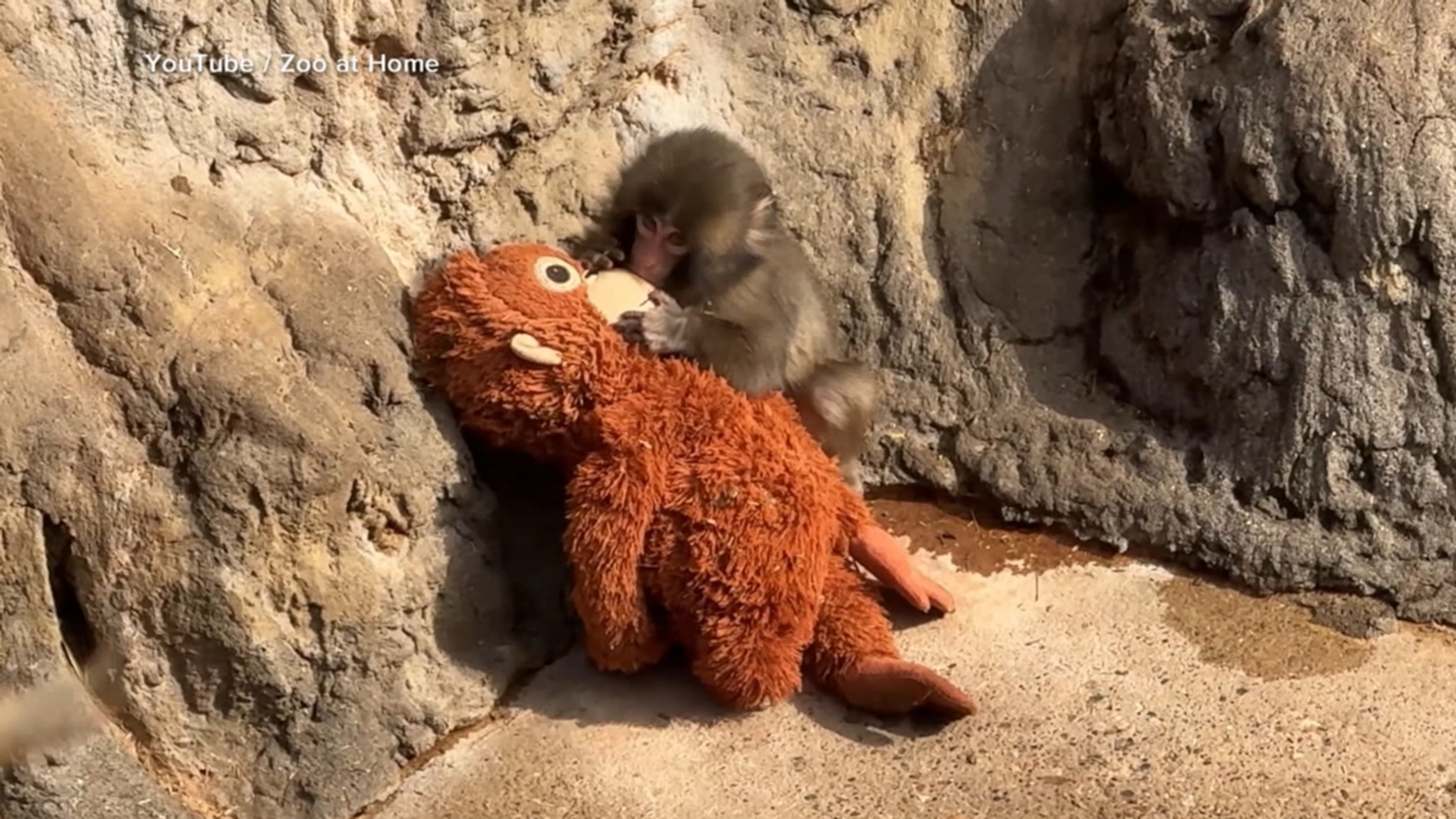 Meet Punch the Monkey