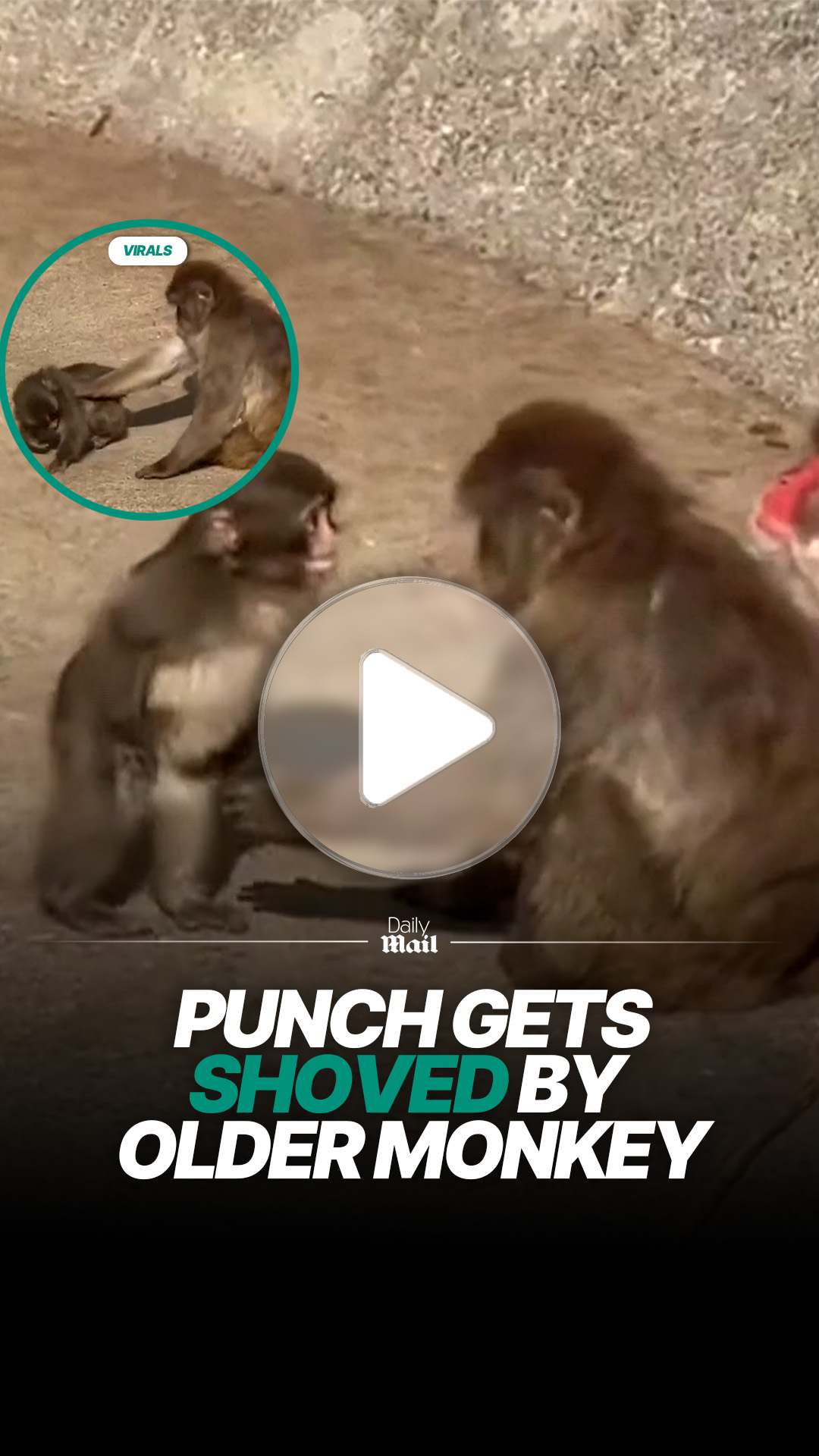 Young macaque Punch pushed by older monkey in enclosure