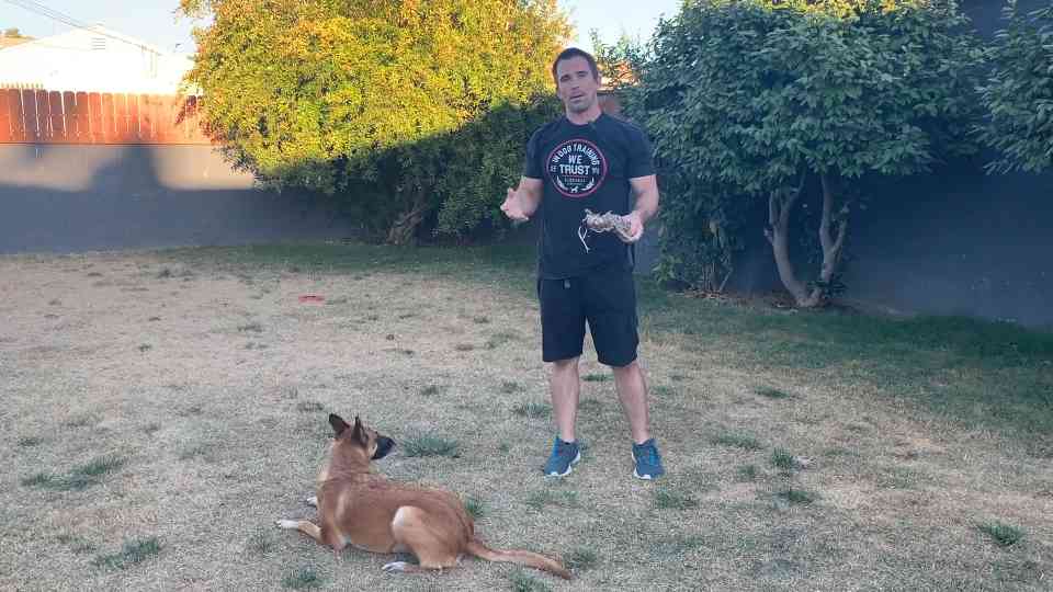 Why tug is not just a game in dog training