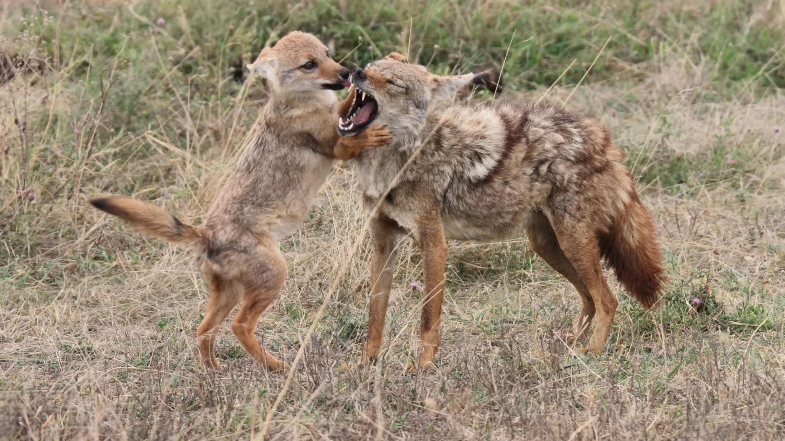 These animals look cute - but they eat the most disgusting things