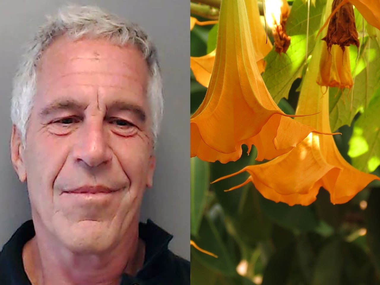 Scopolamine, the 'zombie drug?' Epstein files hint at paedo's knowledge ...