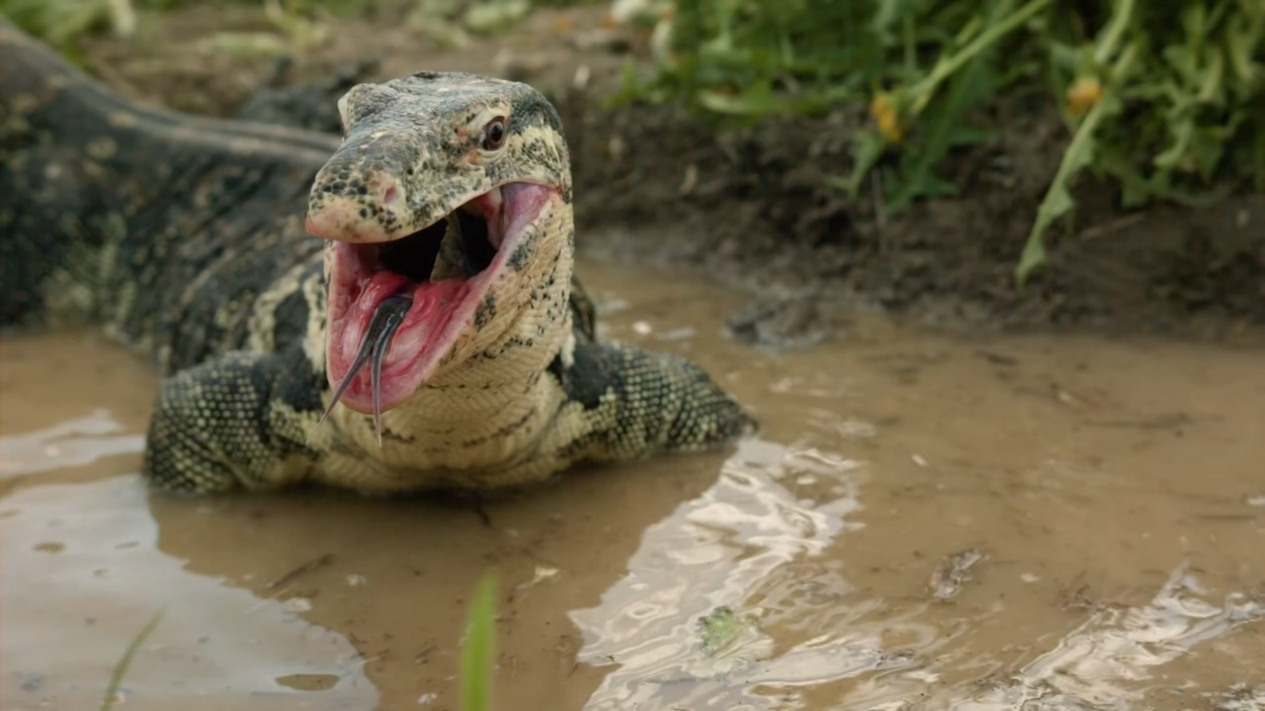This is the only lizard that hunts humans