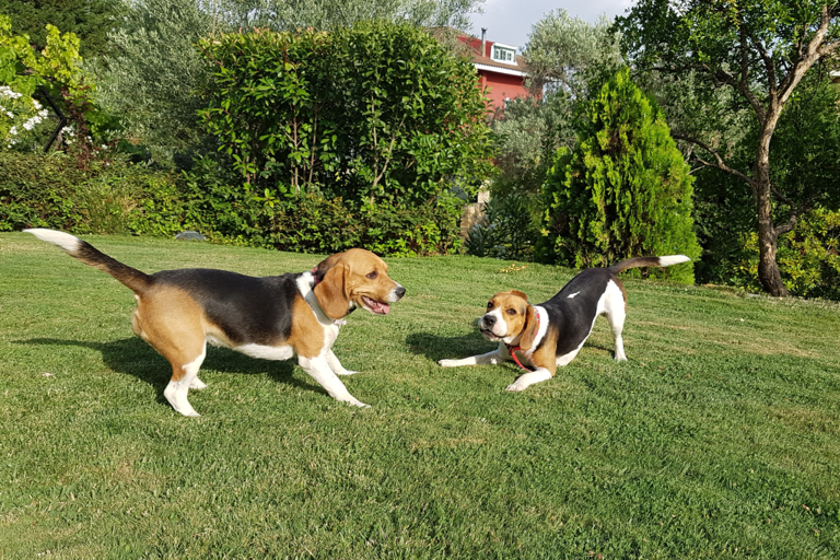 Beagle owner walks past 90-year-old neighbor, one kind offer changes it all