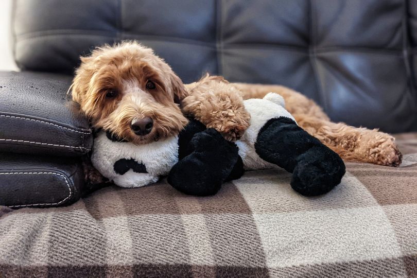 Cockapoo puppy's cheeky reaction to crate leaves owner in hysterics