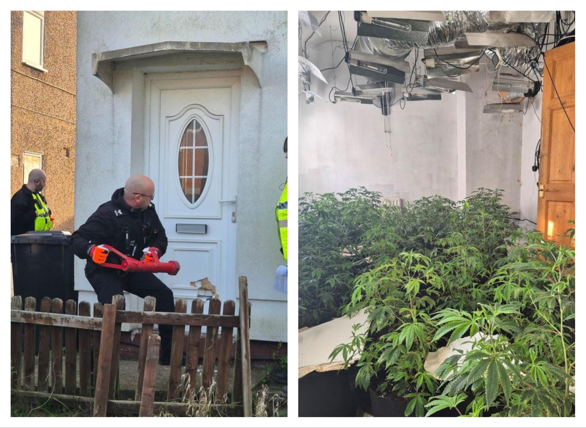 Man in prison after police raid Doncaster house and find cannabis plants