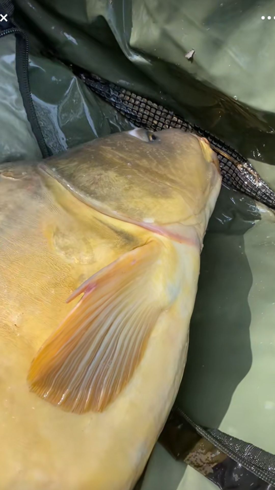 Best carp fishing rigs for beginners and advanced anglers