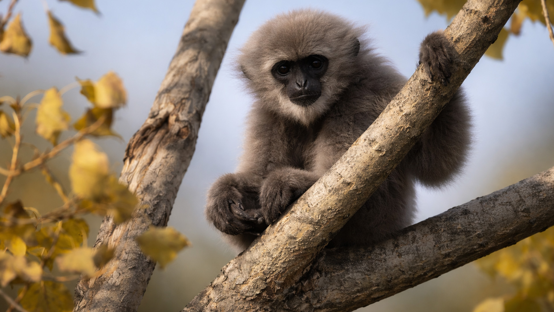 My camera caught this young monkey in the tree