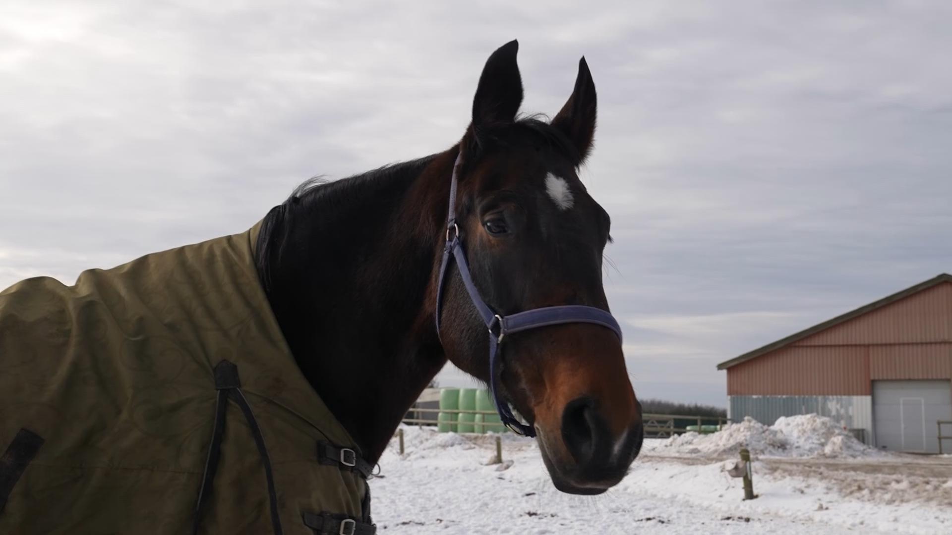 A horse whinny is unique in the animal kingdom