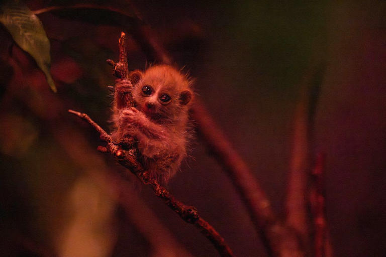 Need a pick-me-up? Watch this insanely cute baby pygmy slow loris learn ...