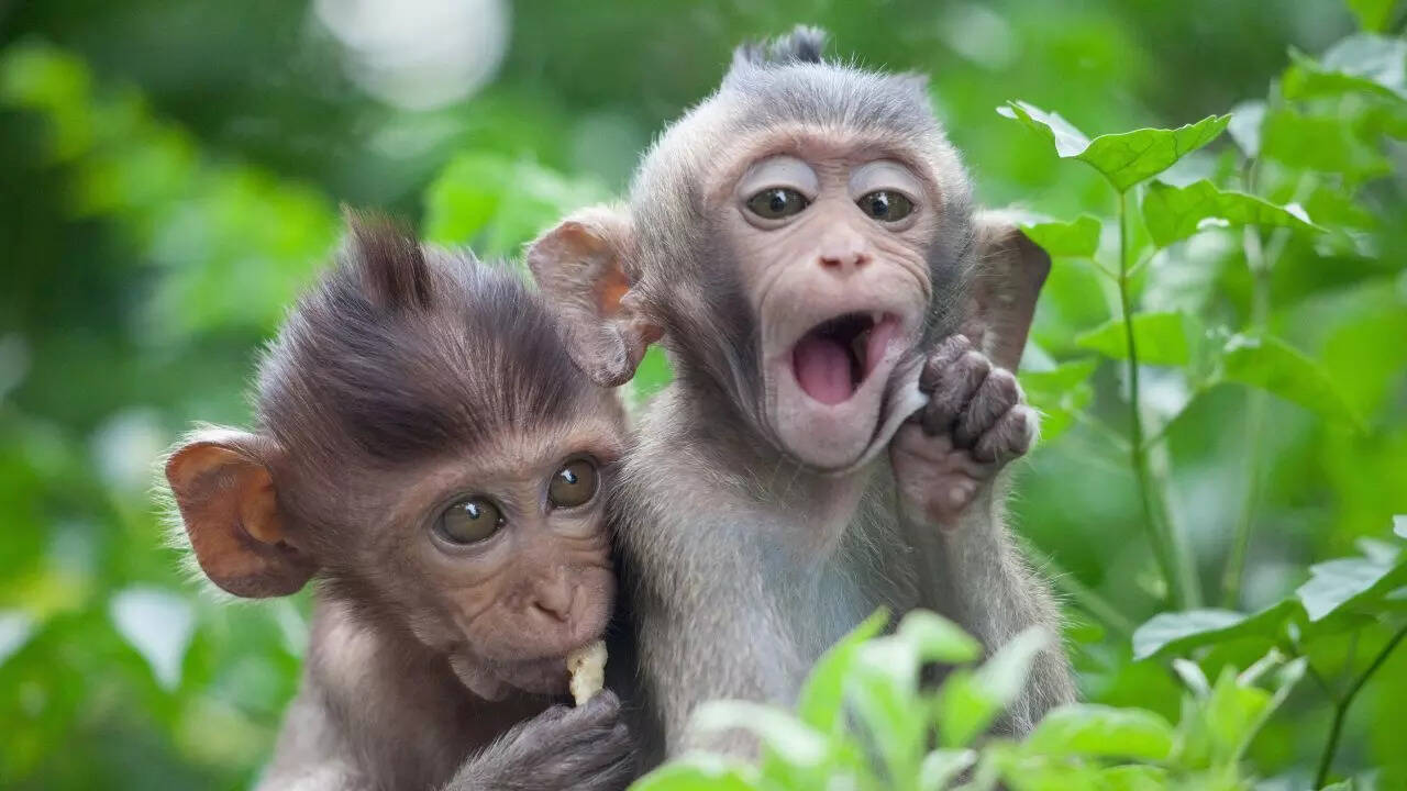 ‘Monkeys can count up to 4’: Is the viral claim really true or can they ...