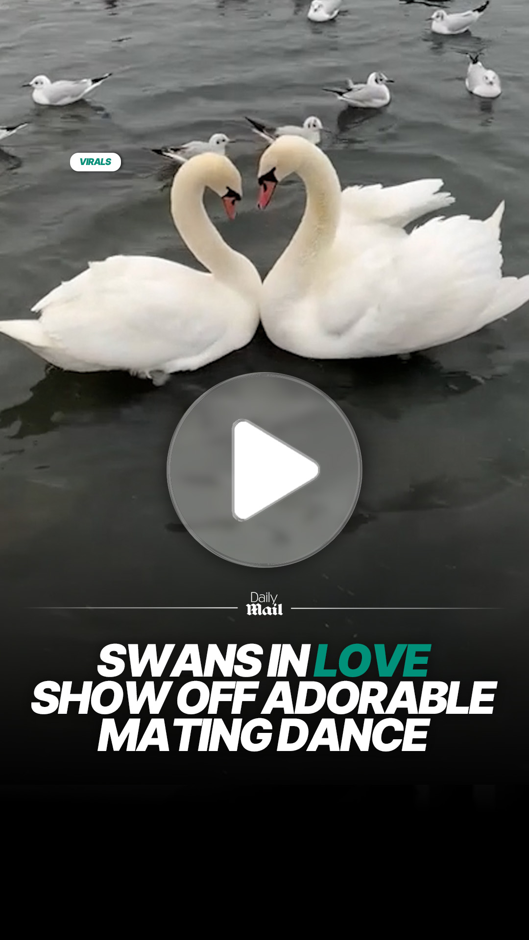 Swans perform heart shaped courtship display