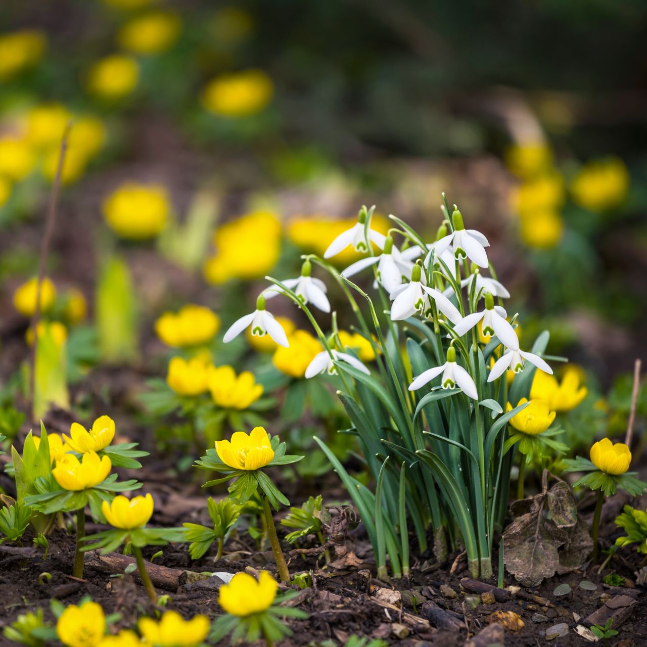 Sick of winter? Keep an eye out for these 6 first flowers of spring ...