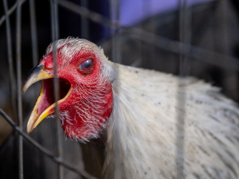 Update: Bird flu detected at Amherstburg commercial poultry farm