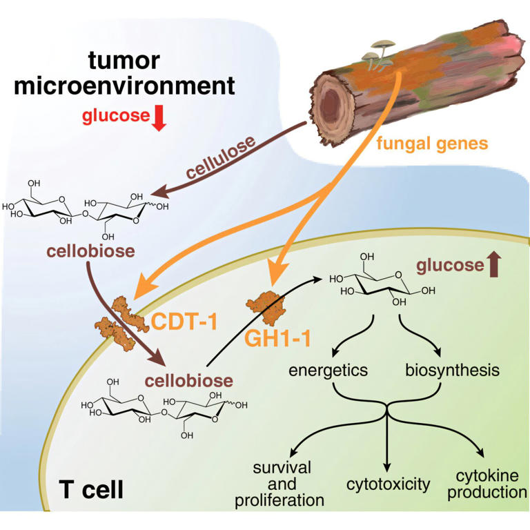 Solving cancer immunotherapy's fuel shortage with a protected sugar source
