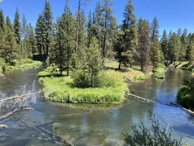 Oregon's most underrated state forest you need to visit