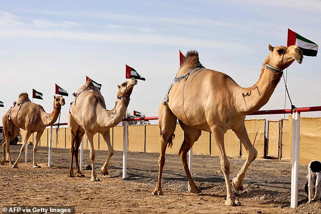Beauty contest hits a hump! Twenty camels are disqualified from pageant ...