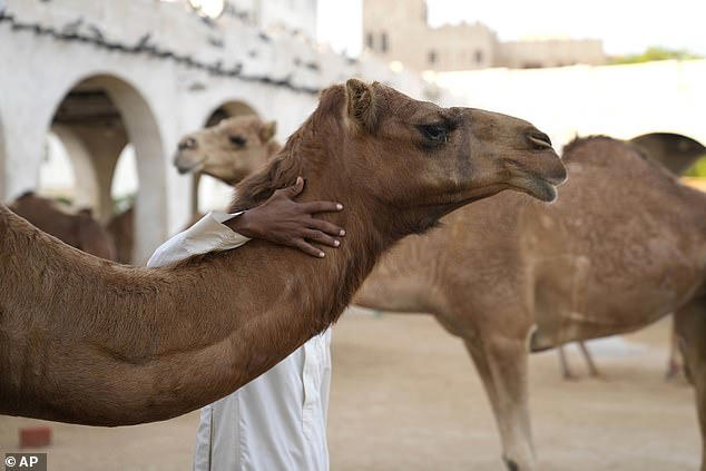 Beauty contest hits a hump! Twenty camels are disqualified from pageant ...