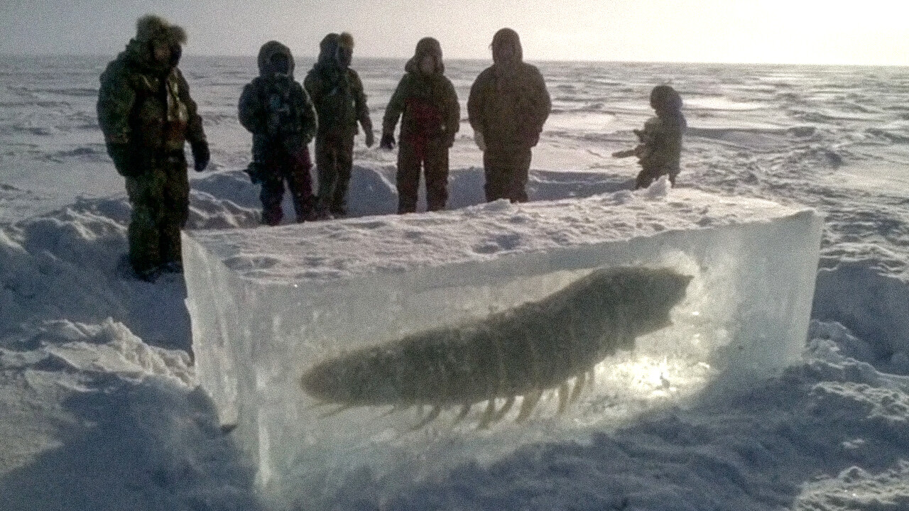Scientists revive 24,000-year-old frozen creature