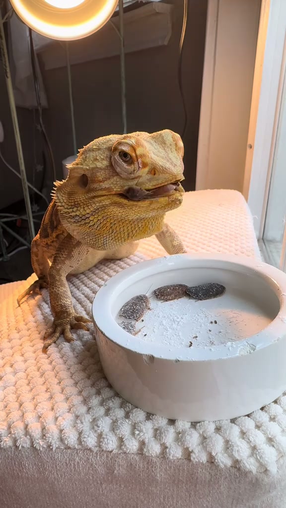 Bearded dragon Chuck crunches dubia roaches in ASMR