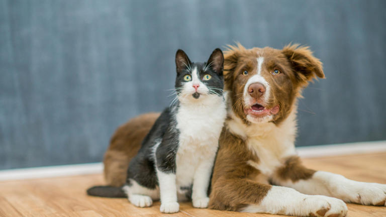 Your pet's flea and tick pill could be poisoning other important insect ...