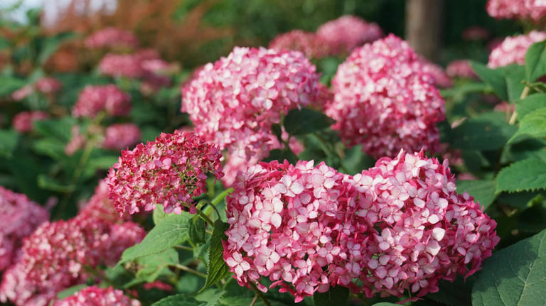 28 types of hydrangeas that will thrive in your full-sun garden