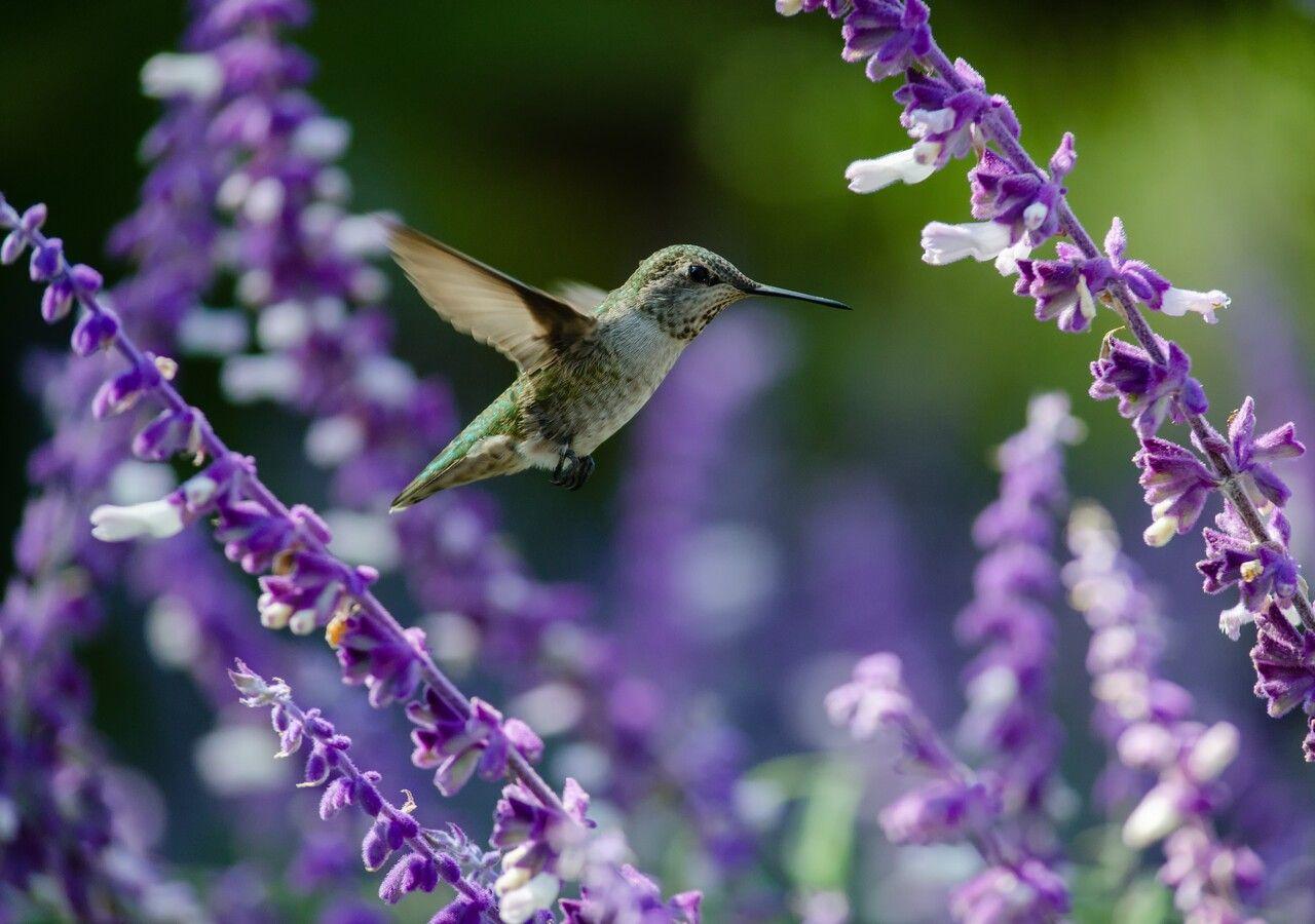 Cómo hacer un jardín de colibríes atractivo y seguro
