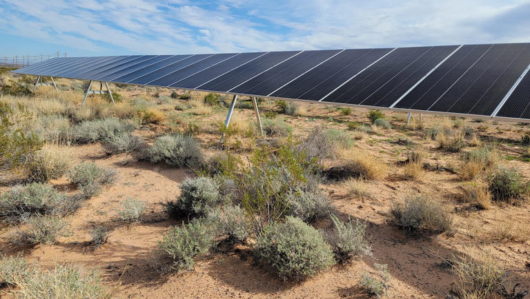 Study: NV solar farm becomes a haven for rare plants