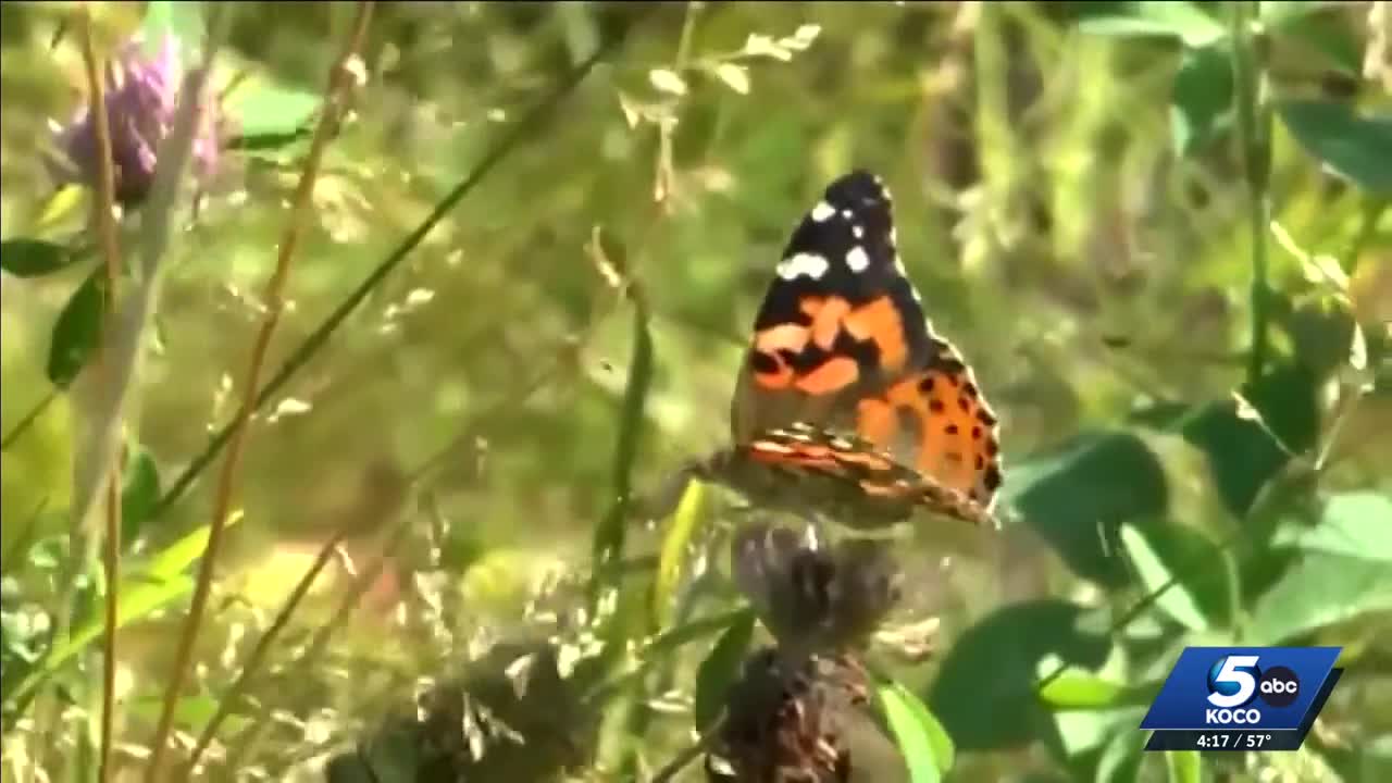 Monarch butterflies survive arctic blast in Mexico