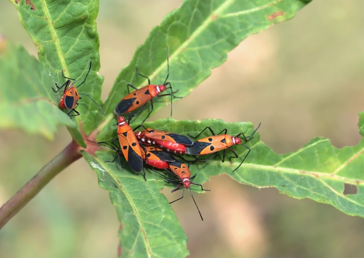 How to get rid of bugs in your vegetable garden naturally