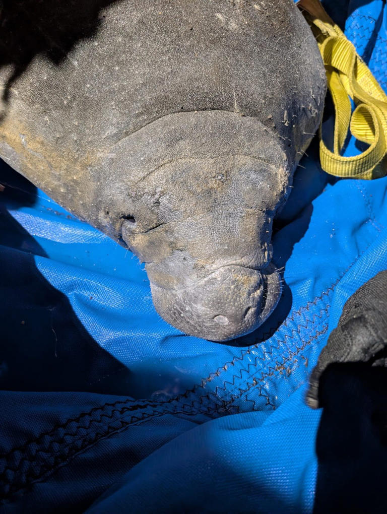 410-pound manatee retrieved from Florida storm drain now recovering at ...