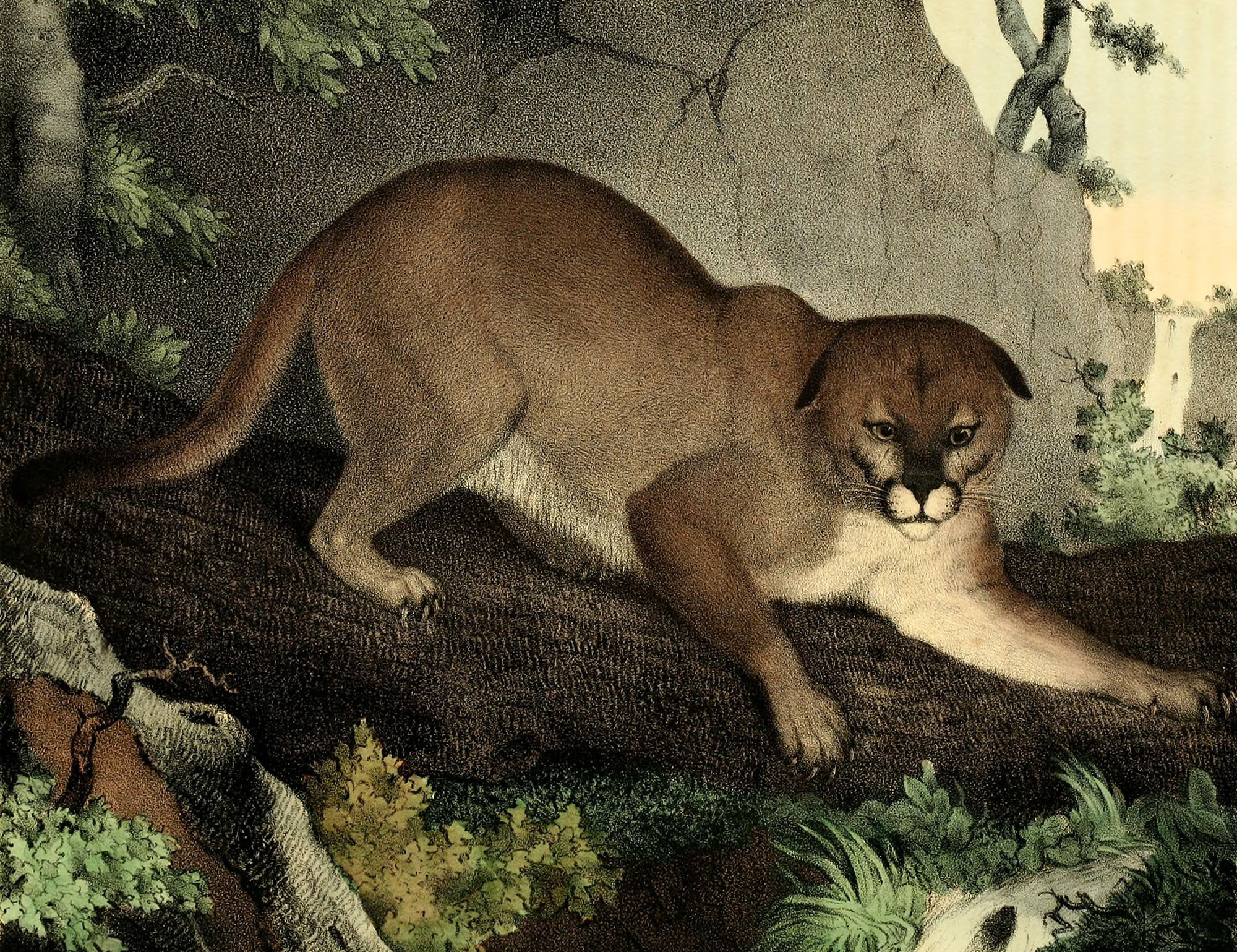 An international group wants to reintroduce mountain lions in Vermont. State officials say not so fast<br><br>