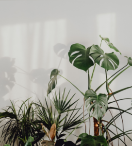 Easy low-maintenance houseplants anyone can grow