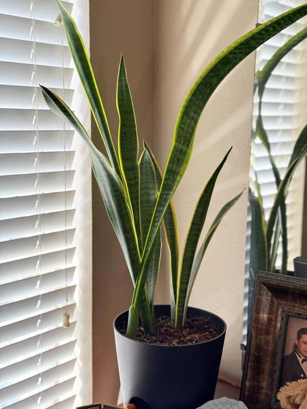 Easy low-maintenance houseplants anyone can grow