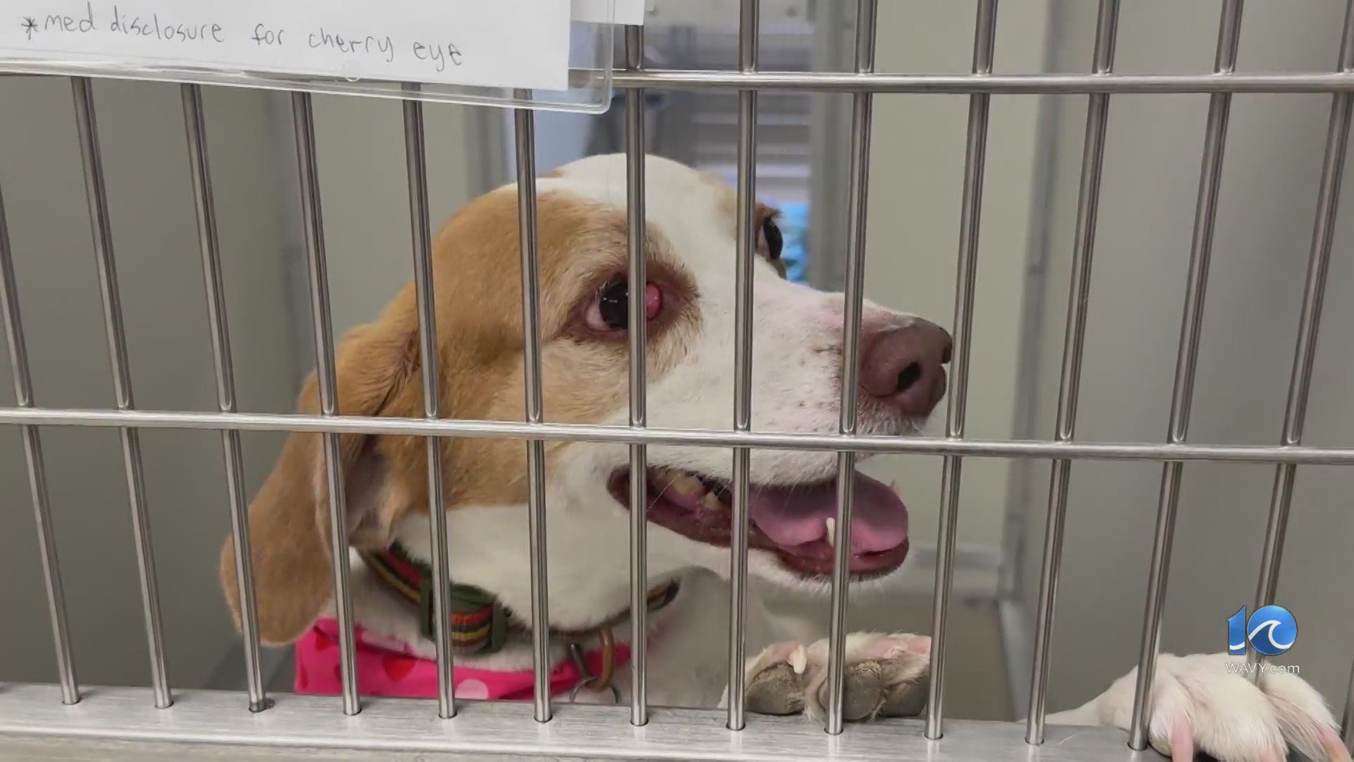 Local animal shelter goes from empty to full