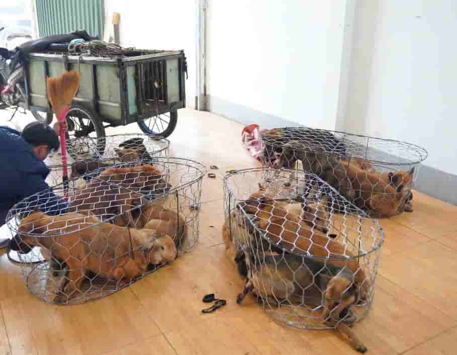 Khởi tố nhóm đối tượng trong đường dây trộm chó quy mô lớn