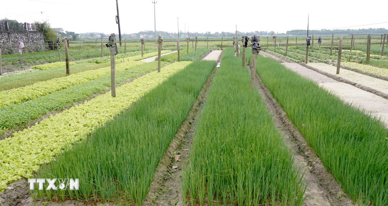 Vựa rau lớn của tỉnh Quảng Trị được mùa, mất giá