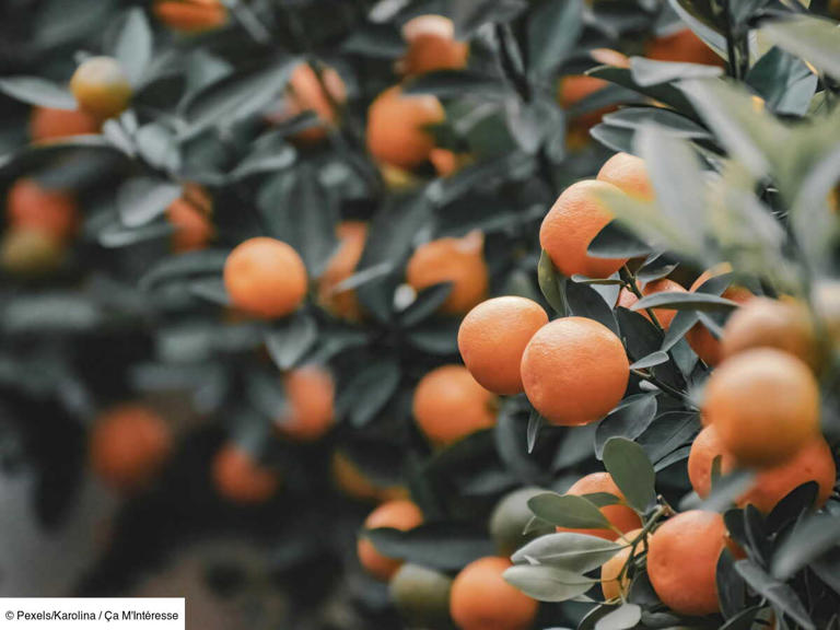 Comment traiter les arbres fruitiers en février? — free download
