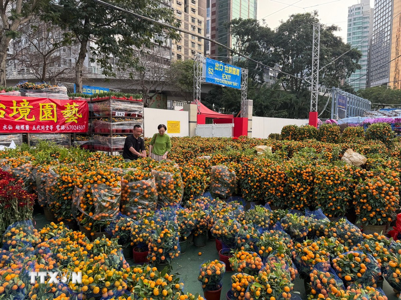 Xuân Bính Ngọ 2026: Hương xuân từ chợ hoa Tết tại Hong Kong