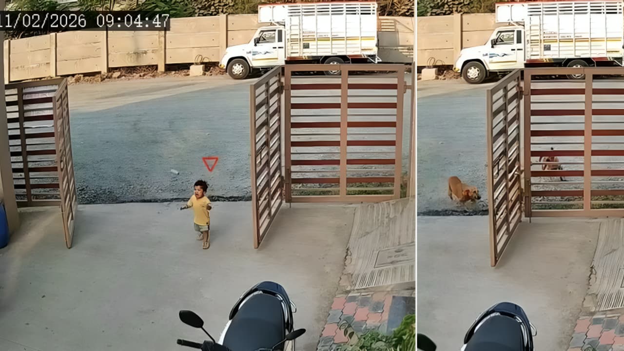 Two-year-old girl injured in stray dog attack near home in Gujarat's Surat