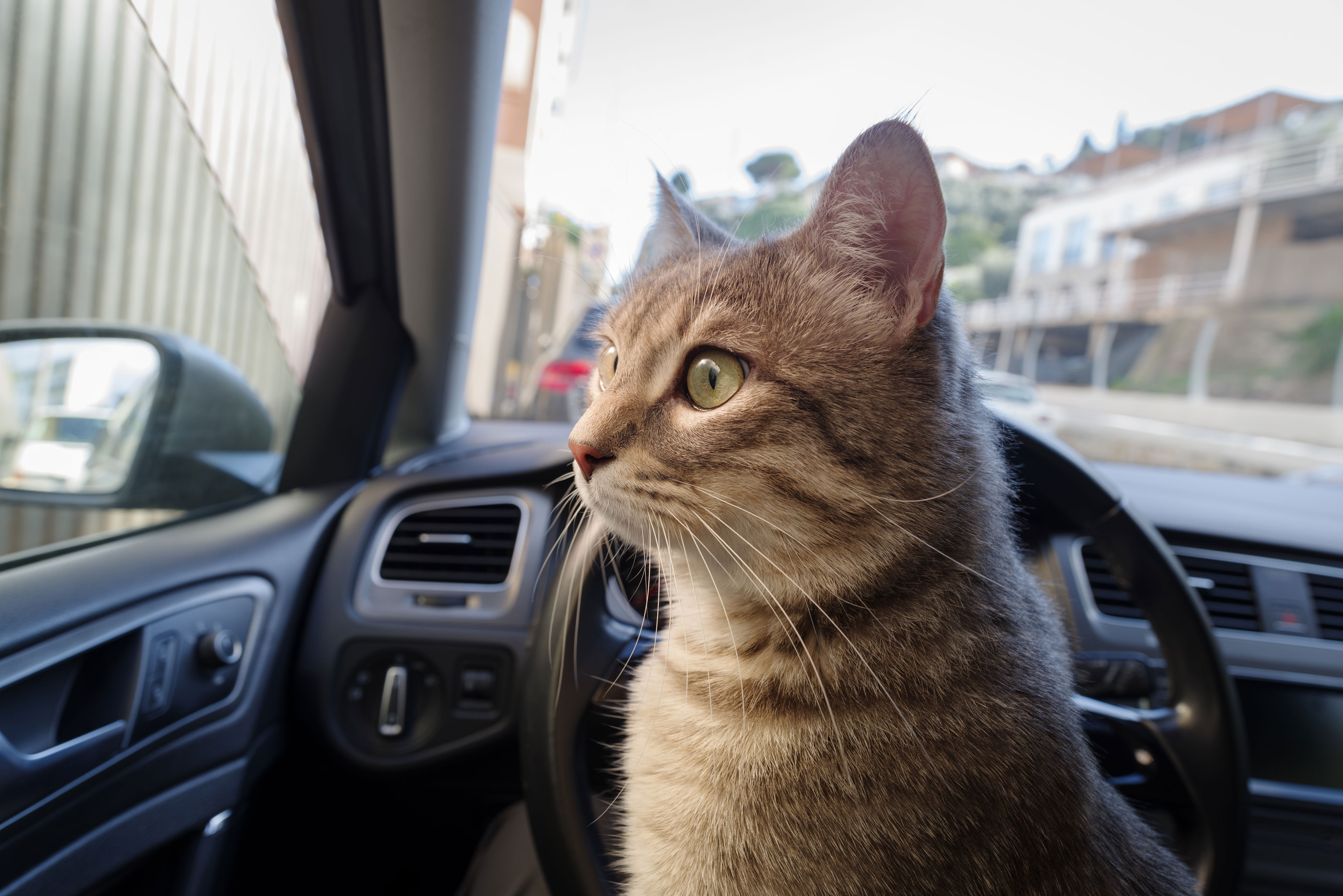 Cat enjoys car ride, internet can’t get enough of response to drive thru