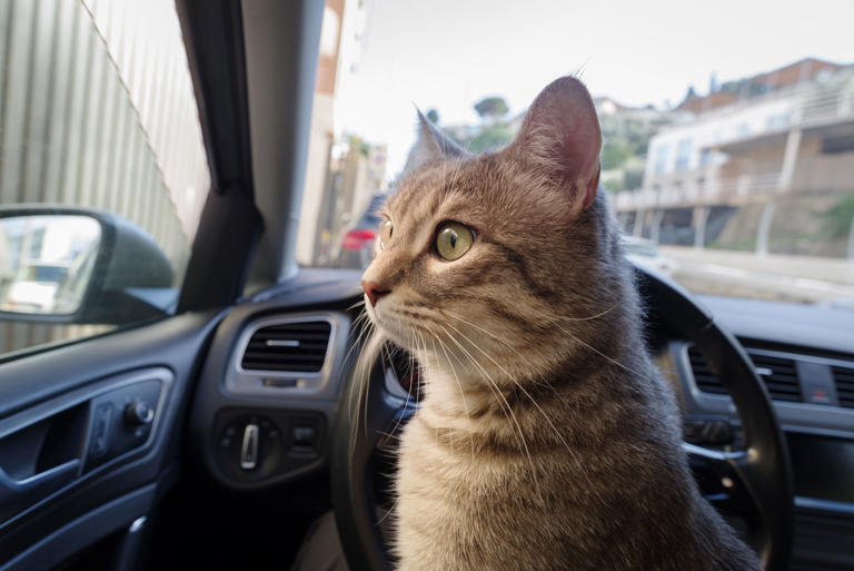 Cat enjoys car ride, internet can’t get enough of response to drive thru