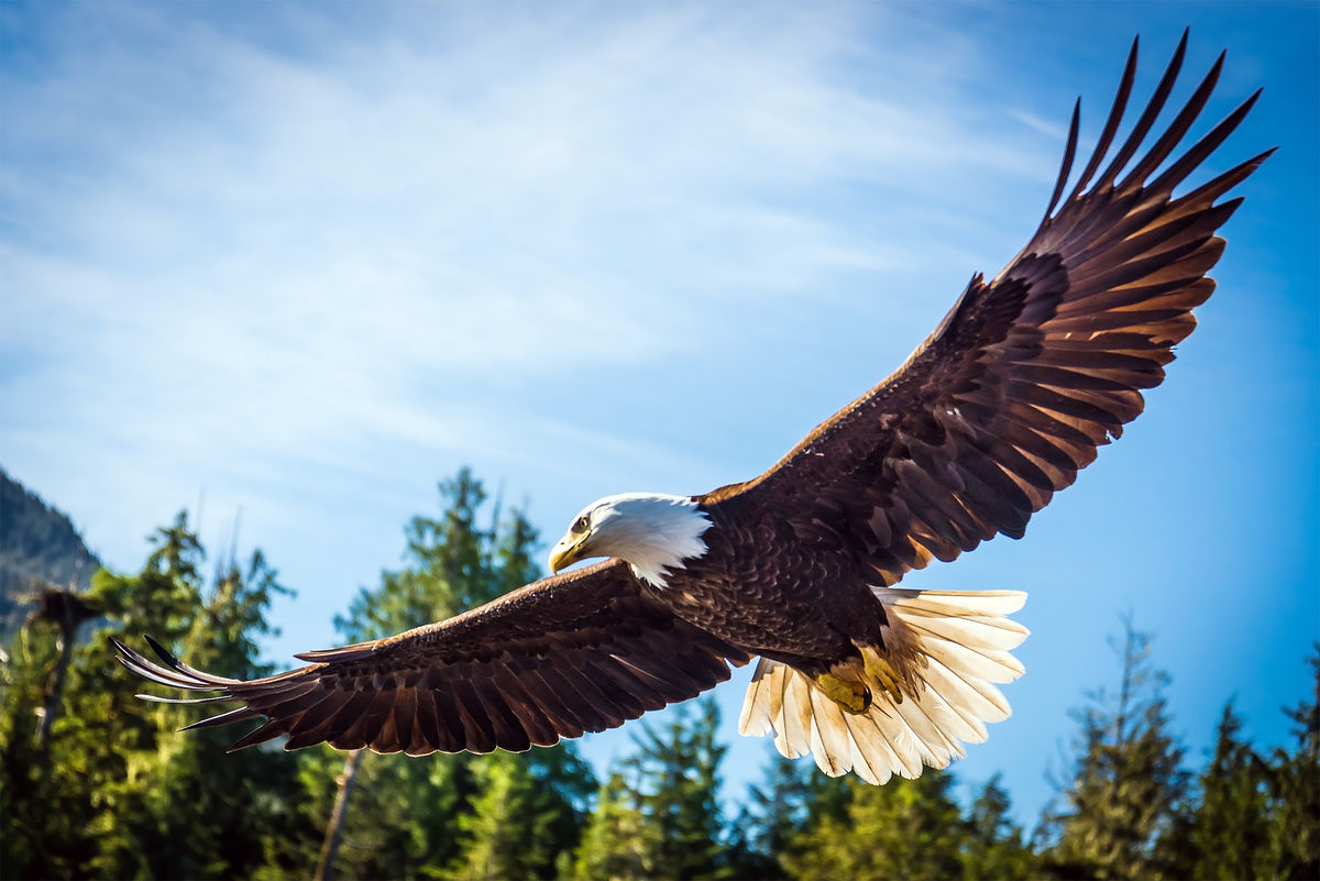 What do birds symbolize spiritually? They transmit powerful messages