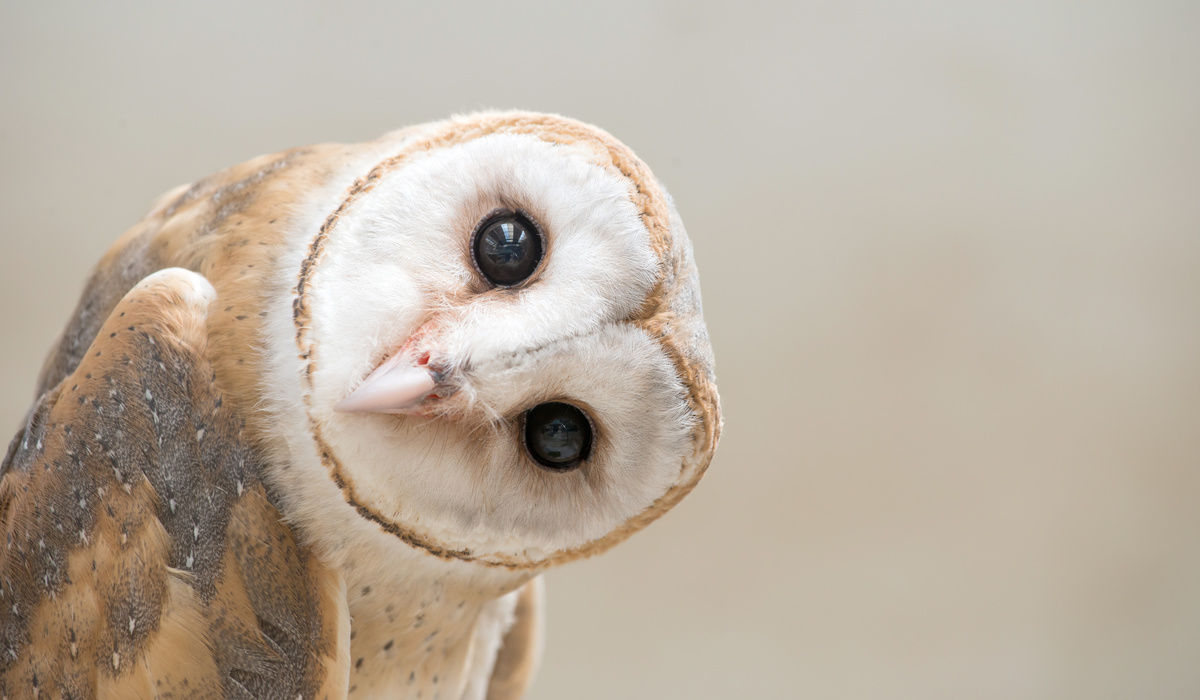 What do birds symbolize spiritually? They transmit powerful messages
