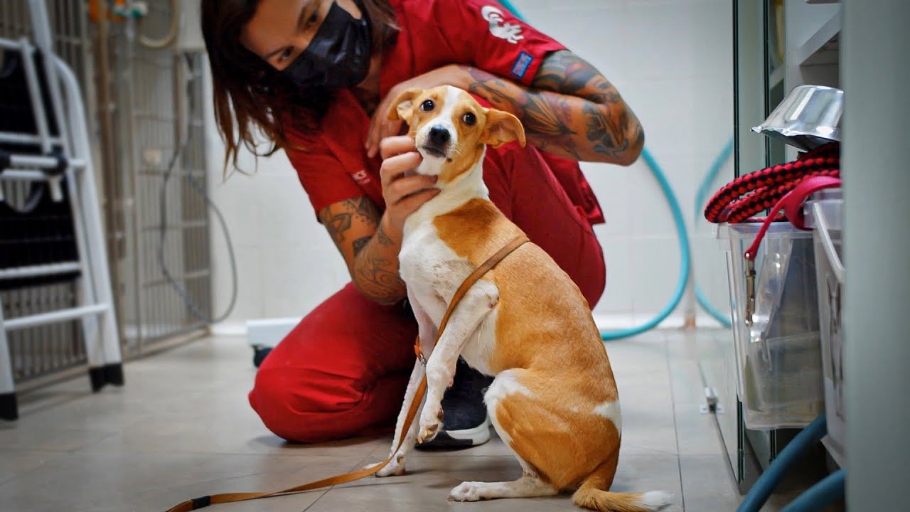 Abused dog finally gets her second chance at life