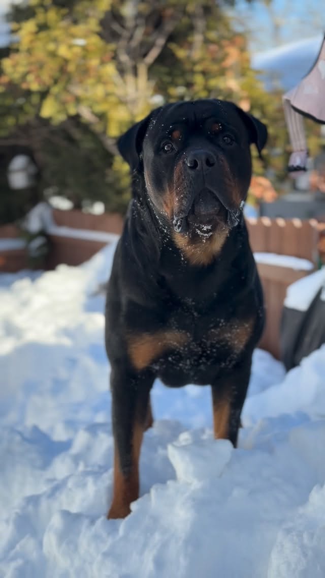Handsome Rottweiler steals the spotlight