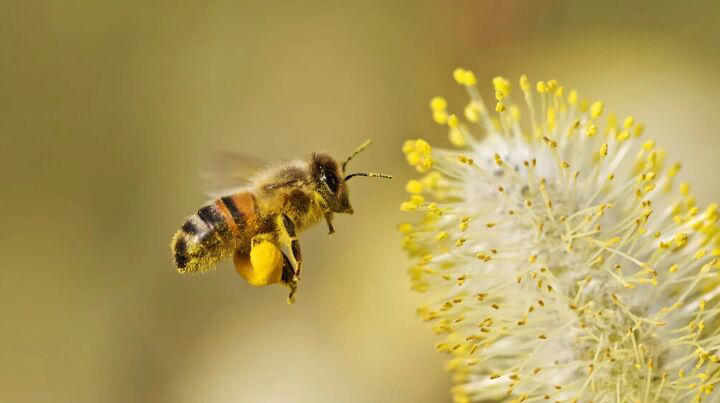 Spring allergy signs every pet owner should watch for